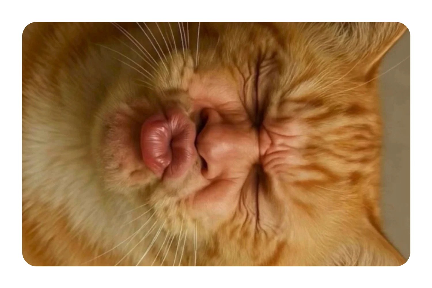 Trending Card Covers